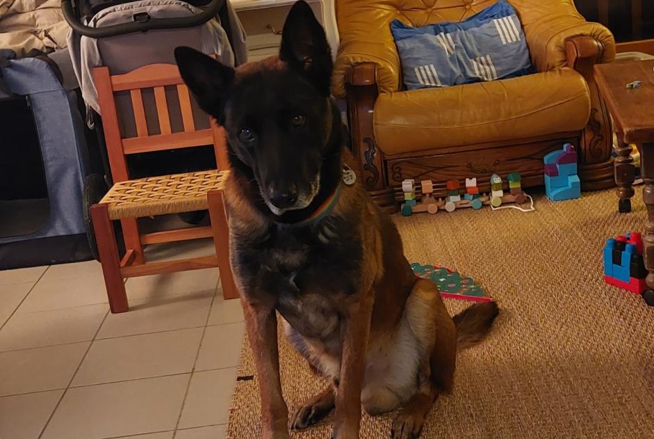 Vermisstmeldung Hund Männliche , 9 jahre Garrigues-Sainte-Eulalie Frankreich Vermisstmeldung Hund Männliche , 9 jahre Garrigues-Sainte-Eulalie Frankreich