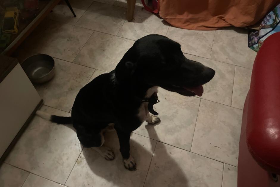 Fundmeldung Hund Männliche Blauzac Frankreich