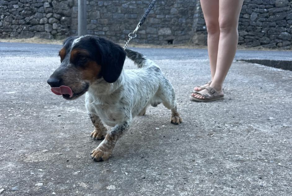 Discovery alert Dog miscegenation Male Mialet France Discovery alert Dog miscegenation Male Mialet France