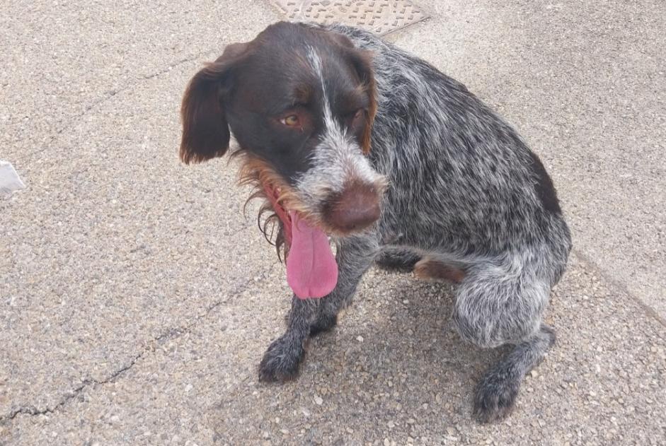 Discovery alert Dog Male Bouillargues France Discovery alert Dog Male Bouillargues France
