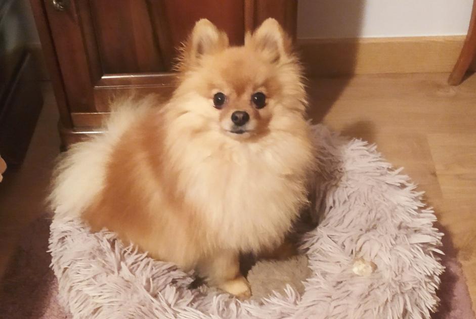 Alerta de Desaparición Perro  Macho , 3 años Marguerittes Francia