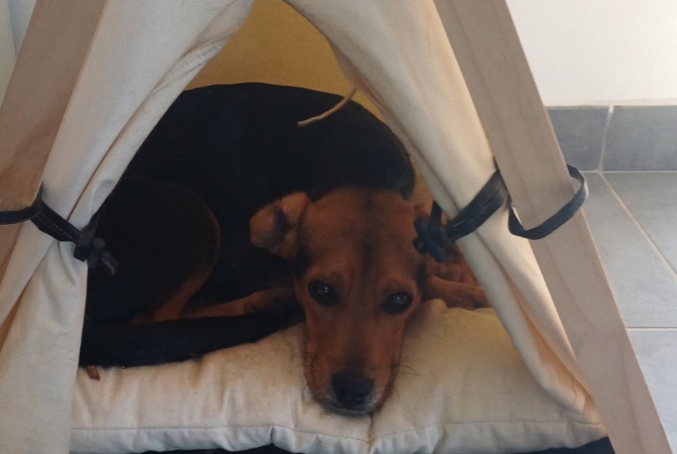 Alerte Disparition Chien croisement Mâle , 1 ans Saint-Jean-du-Gard France Alerte Disparition Chien croisement Mâle , 1 ans Saint-Jean-du-Gard France