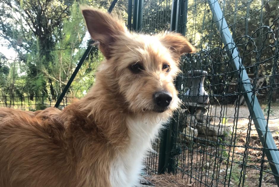 Alerte Découverte Chien Femelle Fontanès France