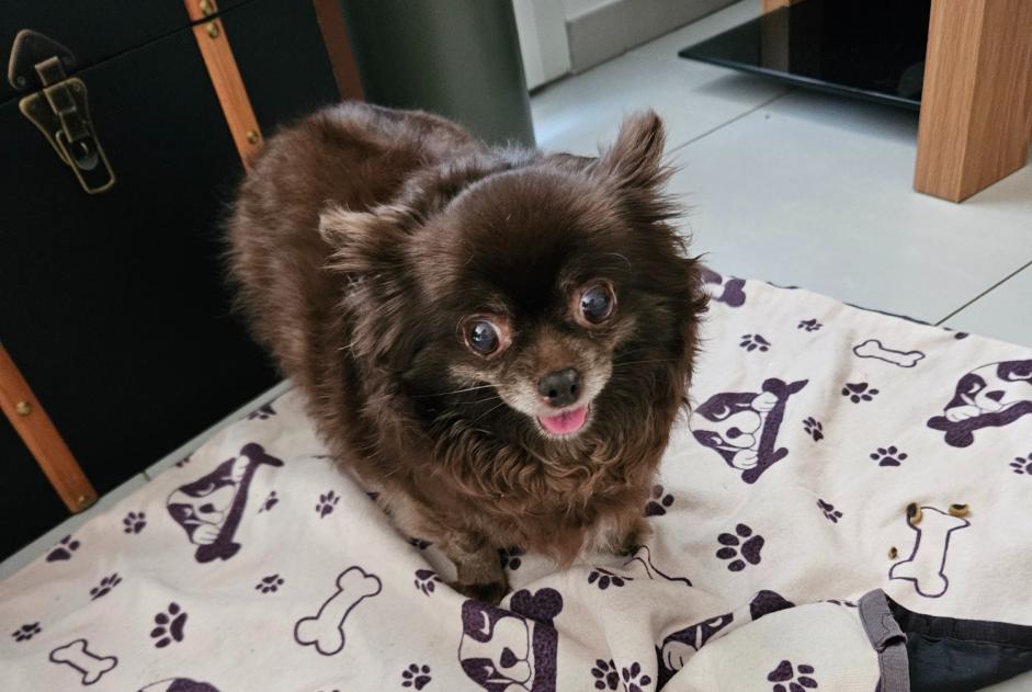 Alerta descoberta Cão Fêmea , 6 anos Nîmes France Alerta descoberta Cão Fêmea , 6 anos Nîmes France