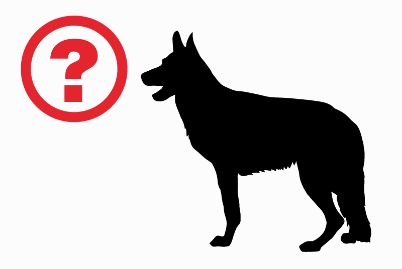 Alerta de Hallazgo Perro Desconocido Bellegarde Francia